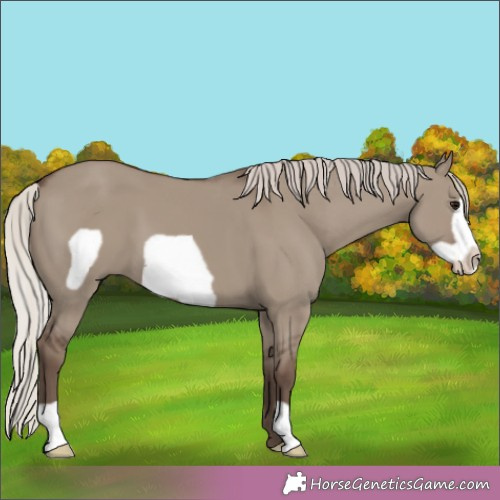 Horse Color:Silver Grullo Frame 