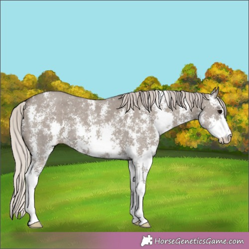 Horse Color:Silver Grullo Sabino 