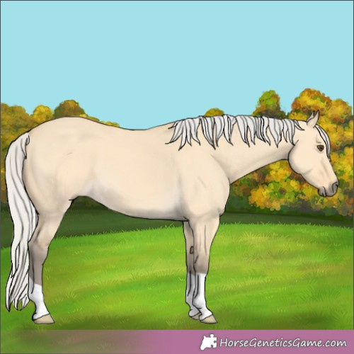 Horse Color:Silver Buckskin Dun 