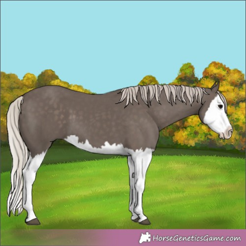 Horse Color:Silver Black Splash 