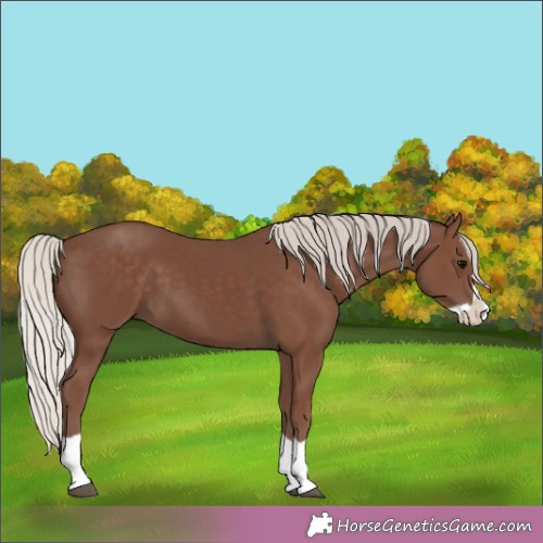 Horse Color:Silver Black Splash