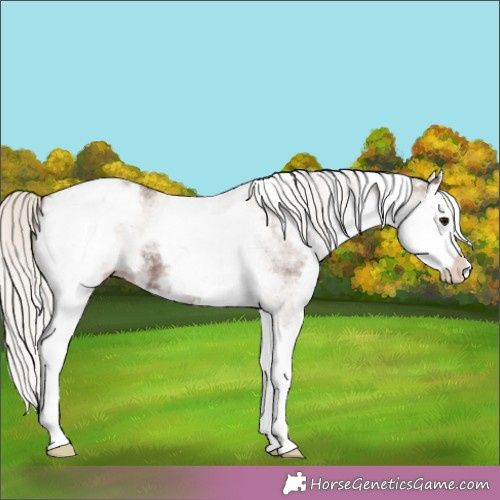 Horse Color:White Spotted Silver Black Splash Appaloosa