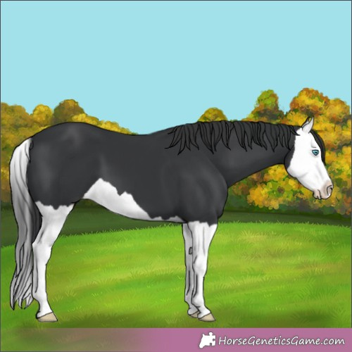 Horse Color:Black Splash 