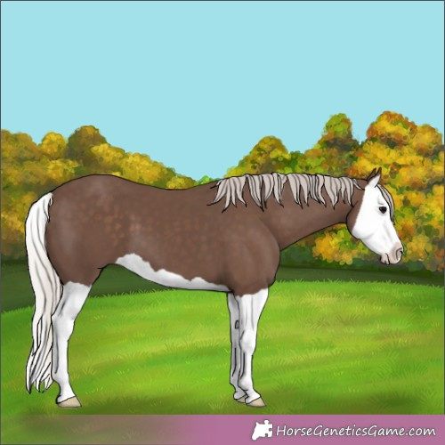 Horse Color:Silver Black Splash 