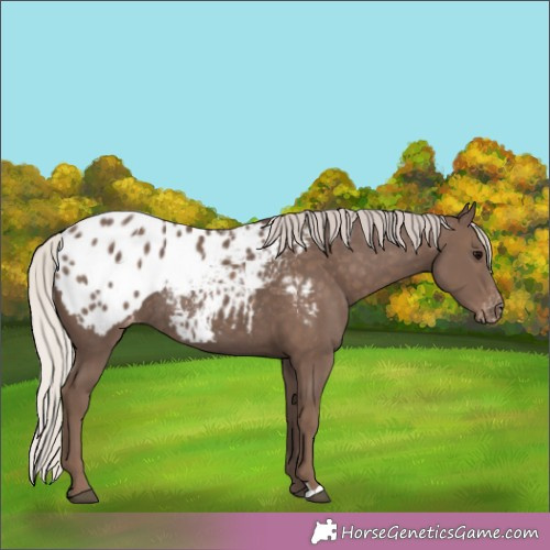 Horse Color:Silver Black Appaloosa Rabicano 