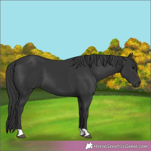 Horse Color:Black 