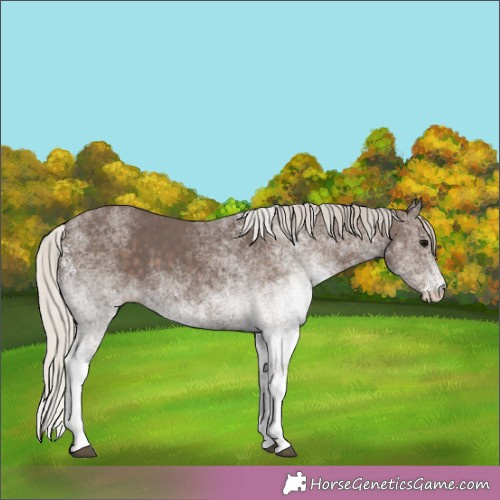 Horse Color:White Spotted Silver Black 