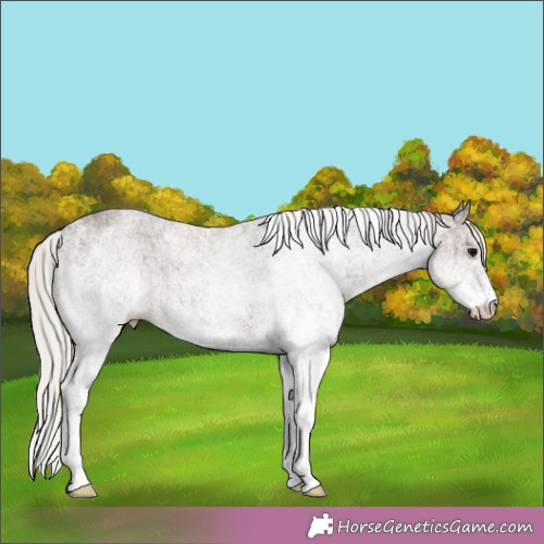 Horse Color:White Spotted Silver Black 