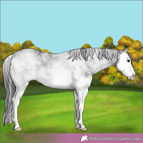 Horse Color:White Spotted Black Splash 