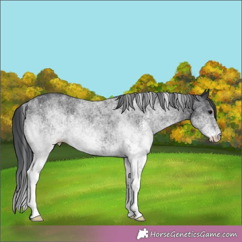 Horse Color:White Spotted Black 