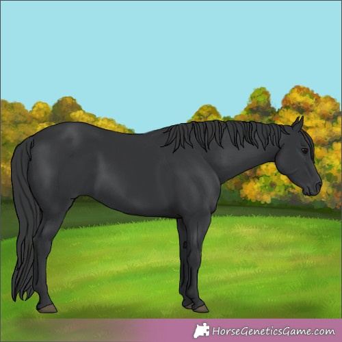 Horse Color:Black