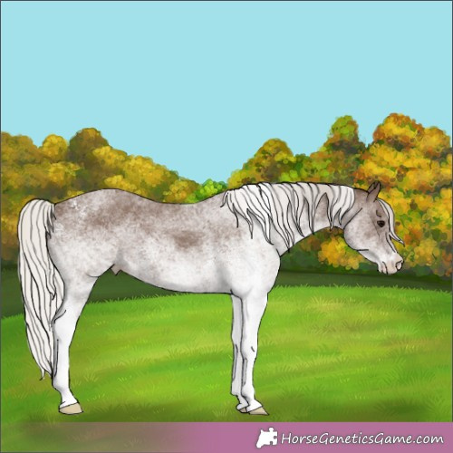 Horse Color:White Spotted Silver Black 