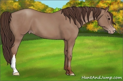 Horse Color: Classic Champagne 