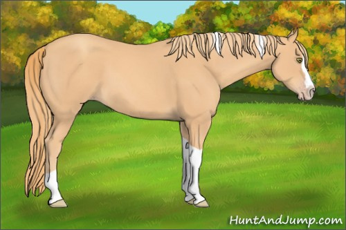 Horse Color: Gold Champagne Splash Tobiano 