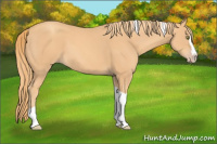 Horse Color:Gold Champagne Splash Tobiano 