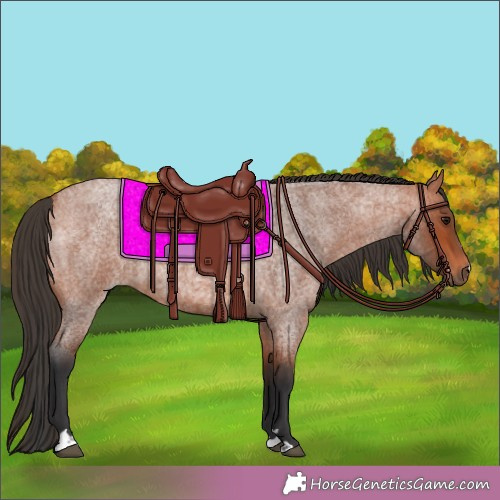 Horse Color:Bay Roan 