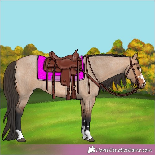 Horse Color:Bay Roan Dun 