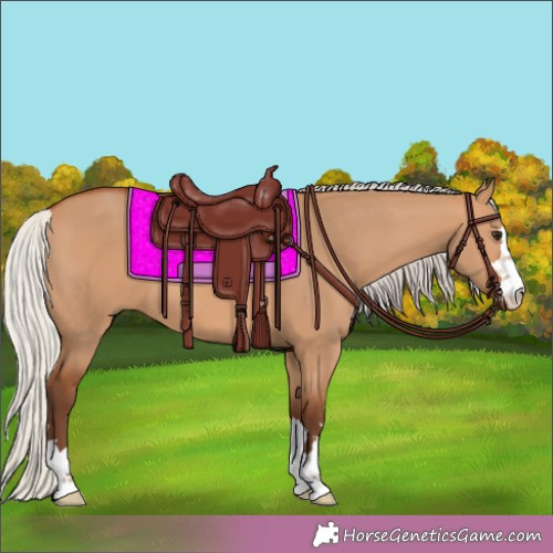 Horse Color:Silver Bay Dun 