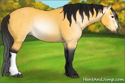 Horse Color:Unknown 