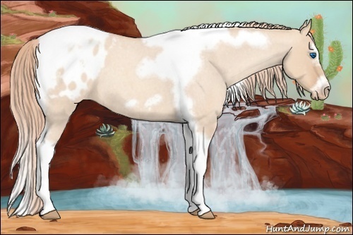 Horse Color: Gold Champagne Roan Dun Splash Tobiano Frame Blanket Rabicano 