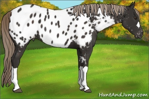 Horse Color:Liver Chestnut Appaloosa 