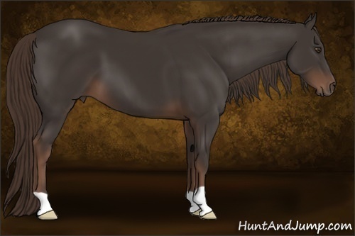Horse Color:Liver Chestnut 