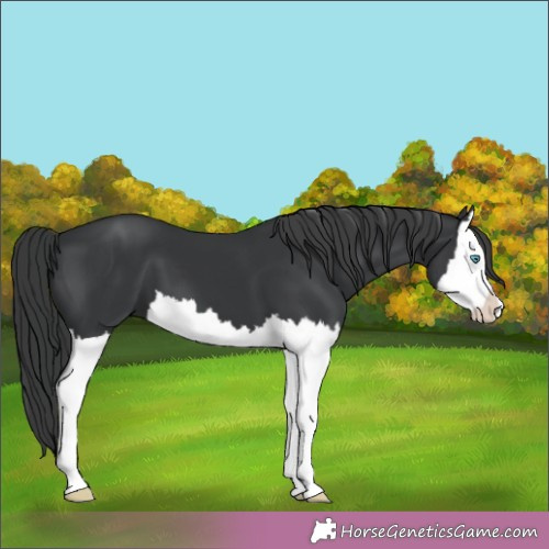 Horse Color:Black Splash 