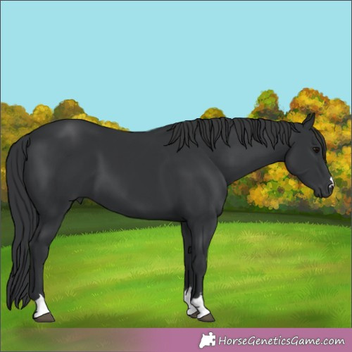 Horse Color:Black 