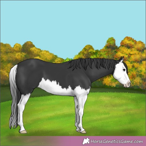 Horse Color:Black Splash 