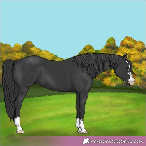 Horse Color:Black 
