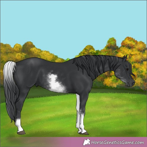 Horse Color:White Spotted Black 
