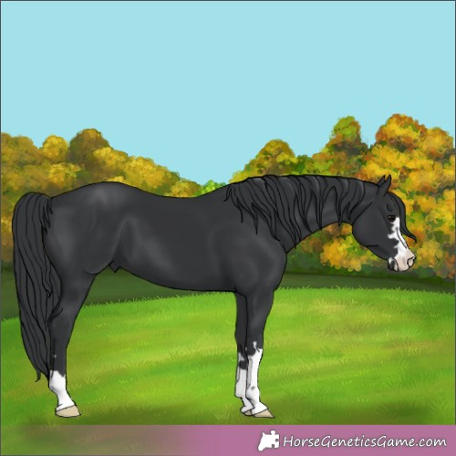 Horse Color:Black 