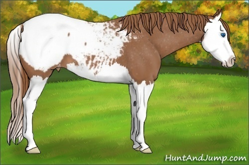 Horse Color:Chestnut Splash Snowcap 