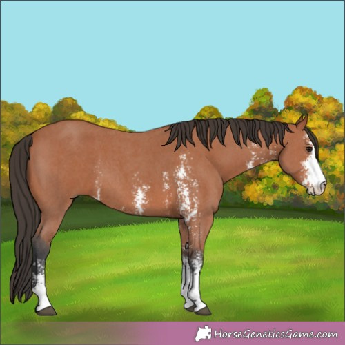 Horse Color:Bay Sabino 
