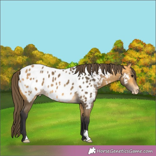 Horse Color:Buckskin Appaloosa 