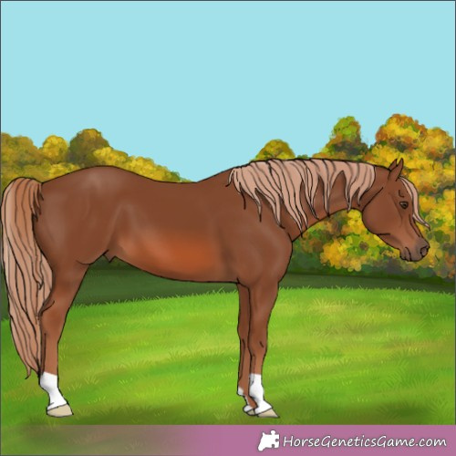 Horse Color:Chestnut 