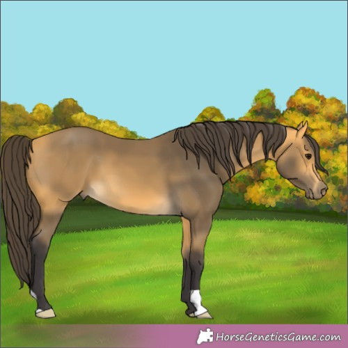 Horse Color:Buckskin 