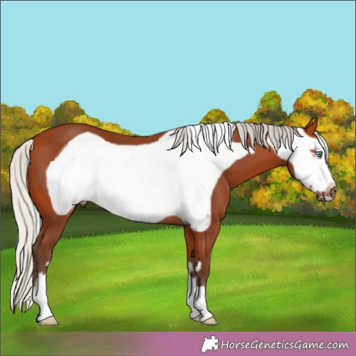 Horse Color:Silver Brown Frame 