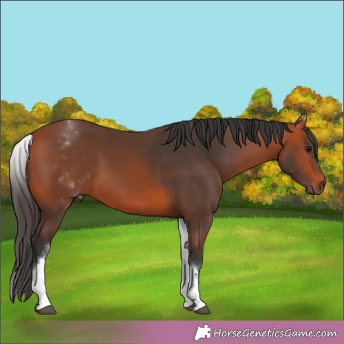 Horse Color:White Spotted Brown Rabicano 