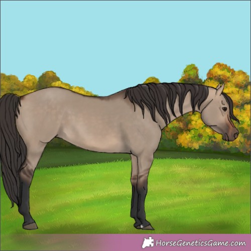 Horse Color:Bay Dun 
