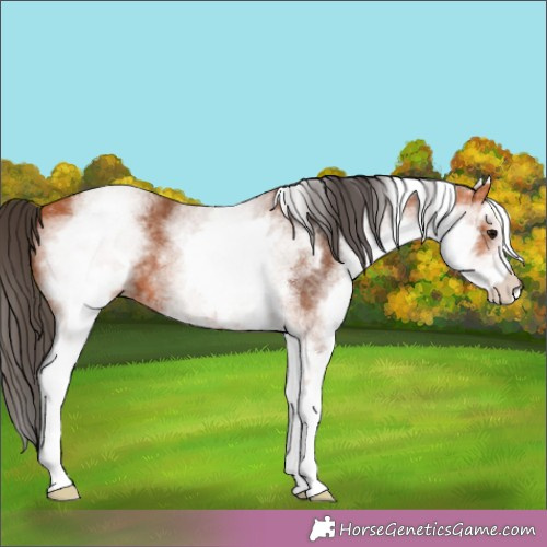 Horse Color:White Spotted Brown 