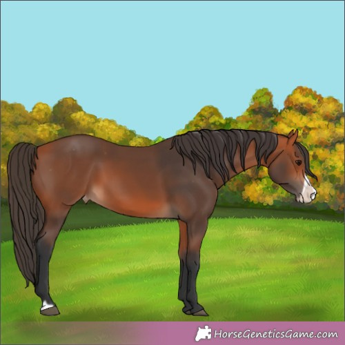 Horse Color:Bay Frame Appaloosa 