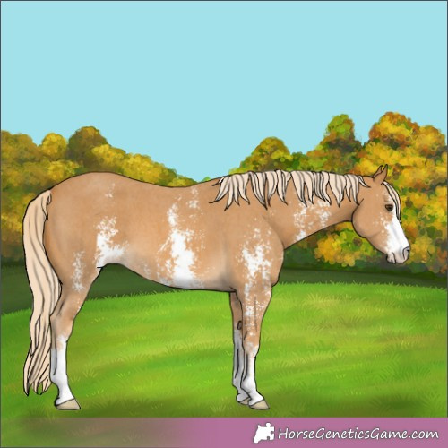 Horse Color:Palomino Sabino 