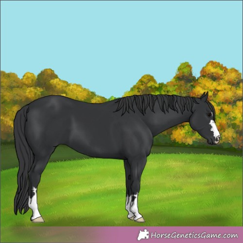 Horse Color:Black 