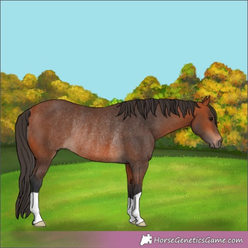 Horse Color:Brown Rabicano 