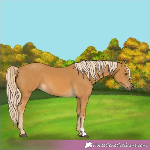 Horse Color:Palomino 