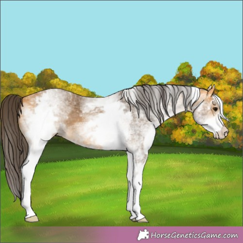 Horse Color:White Spotted Buckskin 