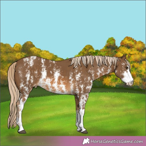 Horse Color:Chocolate Palomino Sabino Appaloosa Rabicano 