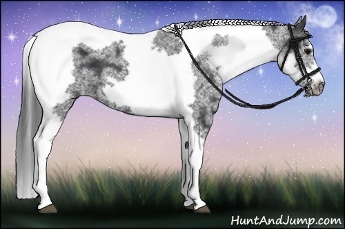 Horse Color:White Spotted Black Splash Tobiano Frame Appaloosa