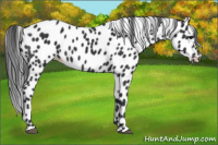 Horse Color:Brown Appaloosa 
